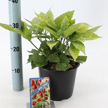 Aucuba jap. 'Variegata' Pot 3 Liter 30 - 40 cm