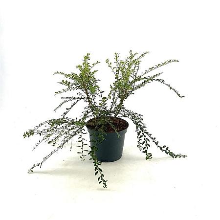 Azara microphylla Pot 3 Liter 60 - 70 cm