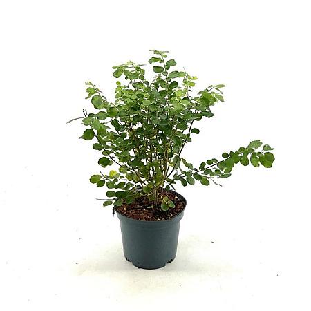 Azara serrata Pot 3 Liter 40 - 50 cm