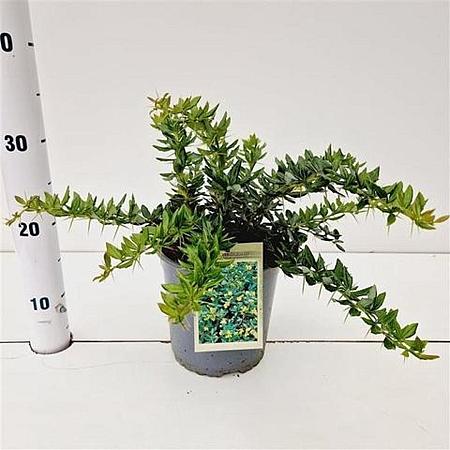 Berberis frikartii 'Telstar' Pot 2 liter 25-30cm
