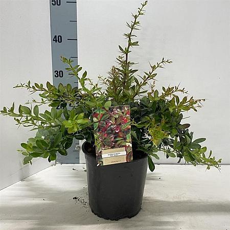 Berberis media 'Red Jewel' Pot 2 liter 25-30cm