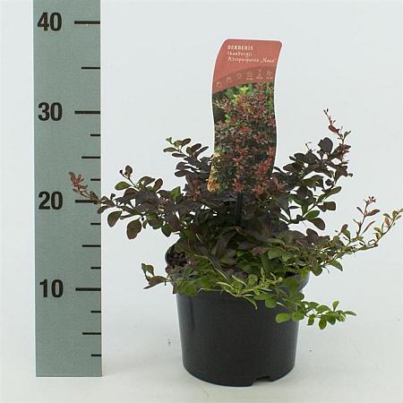 Berberis thunb. 'Atropurpurea Nana' Pot 2 Liter 10 - 20 cm