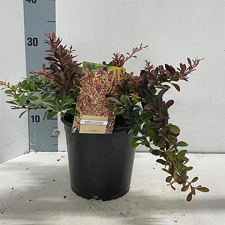 Berberis thunb. 'Atropurpurea Nana' Pot 2 liter 25-30cm