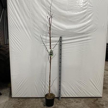 Betula utilis jacquemontii Pot 7,5 Liter 200 - 225 cm