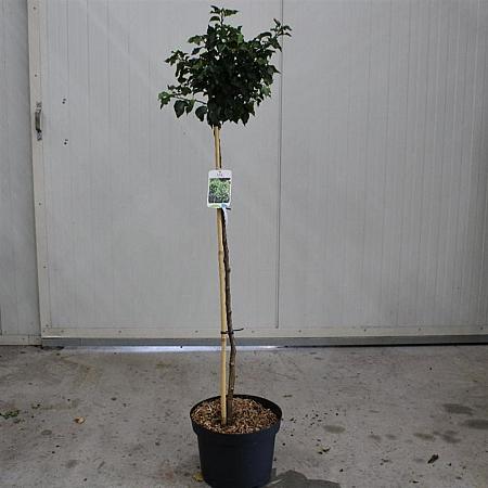 Betula utilis jacquemontii Pot 7,5 Liter 200 - 225 cm