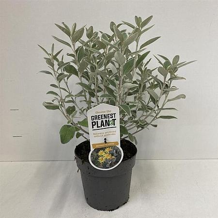 Brachyglottis 'Sunshine' Pot 2 liter 25-30cm