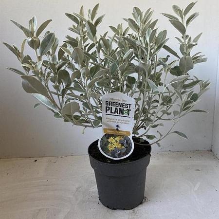 Brachyglottis 'Sunshine' Pot 2 liter 25-30cm