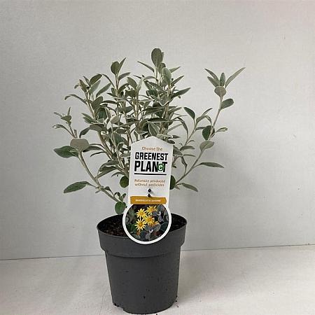 Brachyglottis 'Sunshine' Pot 2 liter 25-30cm
