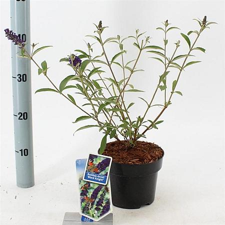 Buddleja d. 'Black Knight' Pot 2 Liter30 - 40 cm