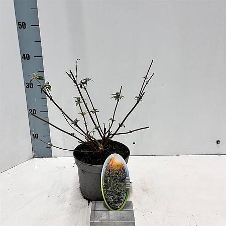 Buddleja d. 'Black Knight' Pot 2 Liter30 - 40 cm