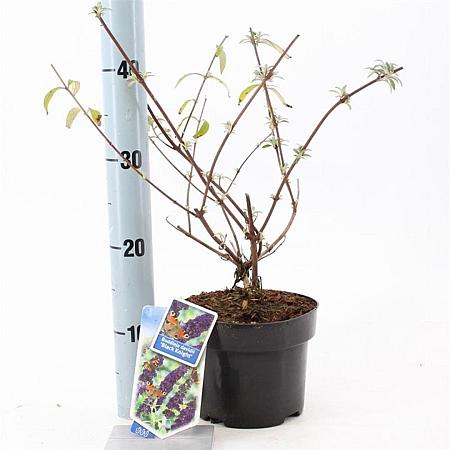 Buddleja d. 'Black Knight' Pot 2 Liter30 - 40 cm