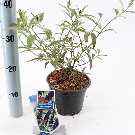 Buddleja d. 'Black Knight' Pot 2 Liter30 - 40 cm