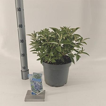 Buddleja d. B. Candy Lila Sweeth. Pot 5 Liter 30 - 40 cm