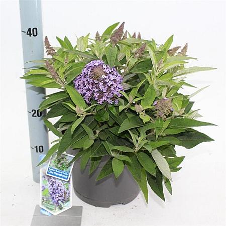 Buddleja d. B. Candy Lila Sweeth. Pot 5 Liter 30 - 40 cm
