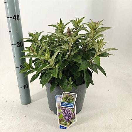 Buddleja d. B. Candy Lila Sweeth. Pot 5 Liter 30 - 40 cm