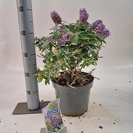Buddleja d. B. Candy Lila Sweeth. Pot 5 Liter 30 - 40 cm