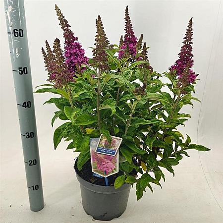 Buddleja d. B. Candy Little Cerise Pot 5 Liter 30 - 40 cm