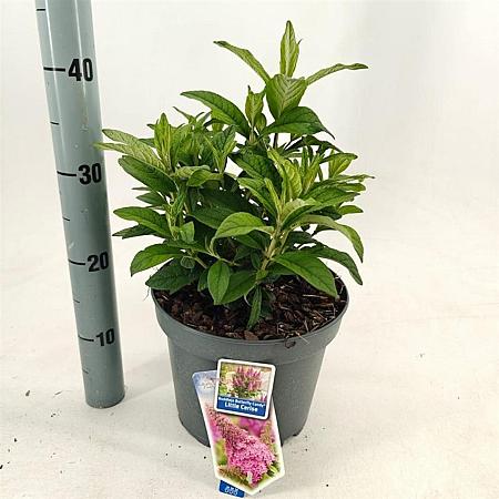 Buddleja d. B. Candy Little Cerise Pot 5 Liter 30 - 40 cm