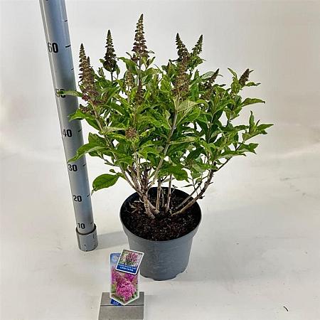 Buddleja d. B. Candy Little Cerise Pot 5 Liter 30 - 40 cm