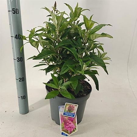 Buddleja d. B. Candy Little Cerise Pot 5 Liter 30 - 40 cm