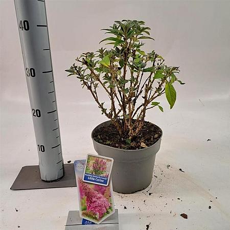 Buddleja d. B. Candy Little Cerise Pot 3 Liter 30 - 40 cm