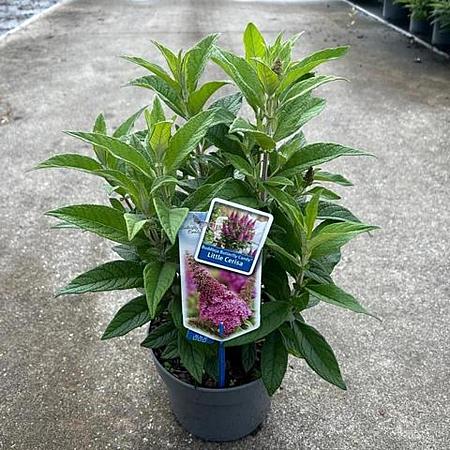Buddleja d. B. Candy Little Cerise Pot 3 Liter 30 - 40 cm