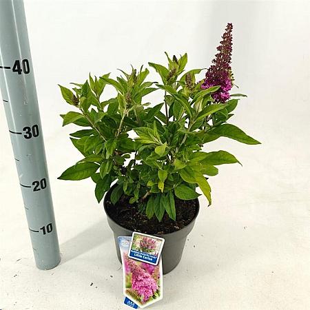 Buddleja d. B. Candy Little Cerise Pot 3 Liter 30 - 40 cm