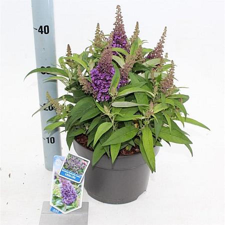 Buddleja d. B. Candy Little Lila Pot 5 Liter 30 - 40 cm