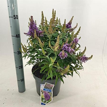 Buddleja d. B. Candy Little Lila Pot 5 Liter 30 - 40 cm