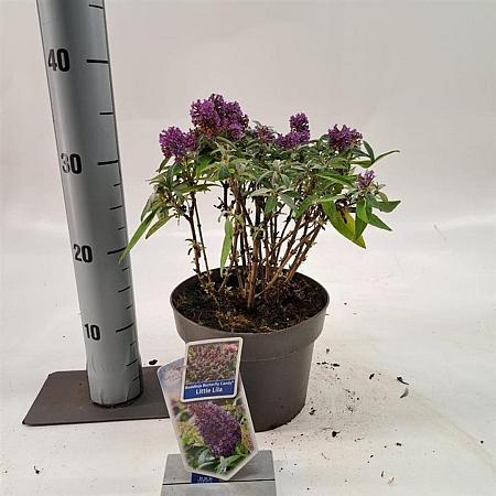 Buddleja d. B. Candy Little Lila Pot 3 Liter 30 - 40 cm