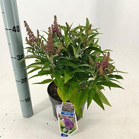 Buddleja d. B. Candy Little Lila Pot 3 Liter 30 - 40 cm