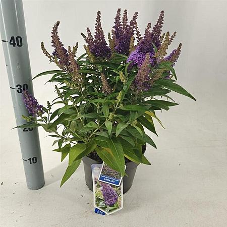 Buddleja d. B. Candy Little Lila Pot 3 Liter 30 - 40 cm