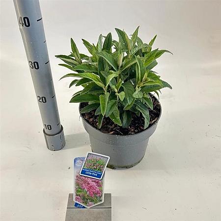 Buddleja d. B. Candy Little Pink Pot 5 Liter 30 - 40 cm