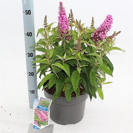 Buddleja d. B. Candy Little Pink Pot 5 Liter 30 - 40 cm