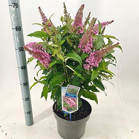 Buddleja d. B. Candy Little Pink Pot 5 Liter 30 - 40 cm