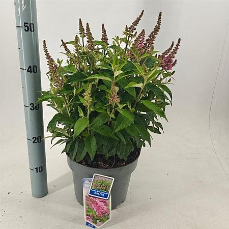 Buddleja d. B. Candy Little Pink Pot 5 Liter 30 - 40 cm