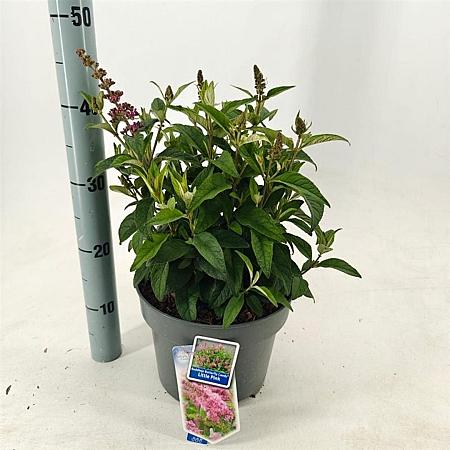 Buddleja d. B. Candy Little Pink Pot 5 Liter 30 - 40 cm