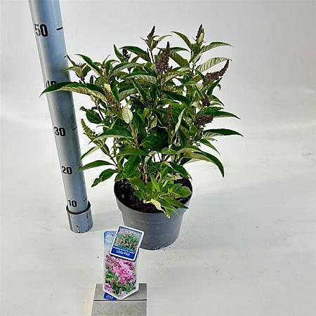 Buddleja d. B. Candy Little Pink Pot 3 Liter 30 - 40 cm
