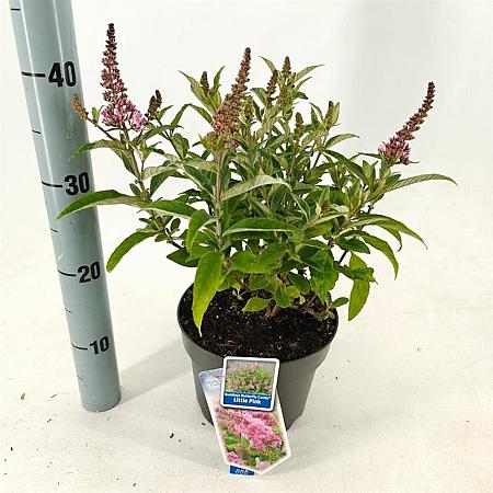 Buddleja d. B. Candy Little Pink Pot 3 Liter 30 - 40 cm
