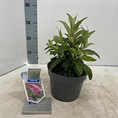 Buddleja d. B. Candy Little Pink Pot 3 Liter 30 - 40 cm