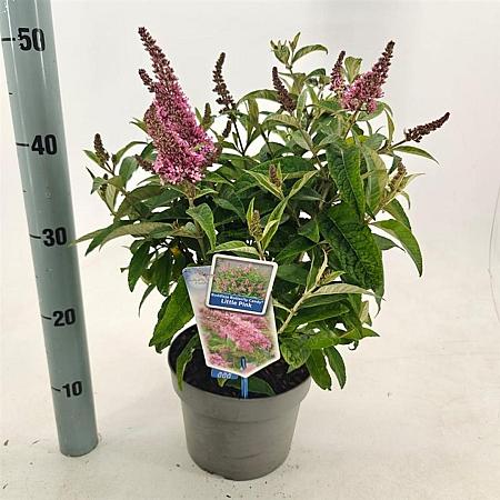 Buddleja d. B. Candy Little Pink Pot 3 Liter 30 - 40 cm