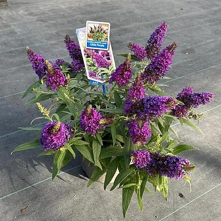 Buddleja d. B. Candy Little Purple Pot 3 Liter 30 - 40 cm