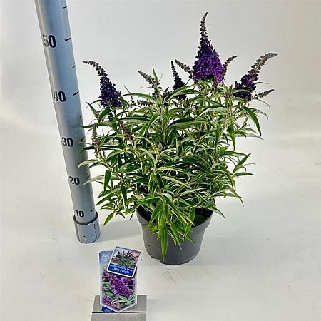 Buddleja d. B. Candy Little Purple Pot 3 Liter 30 - 40 cm