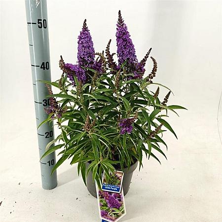 Buddleja d. B. Candy Little Purple Pot 3 Liter 30 - 40 cm