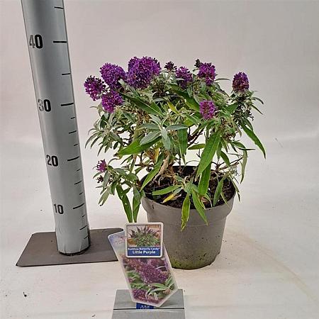 Buddleja d. B. Candy Little Purple Pot 3 Liter 30 - 40 cm
