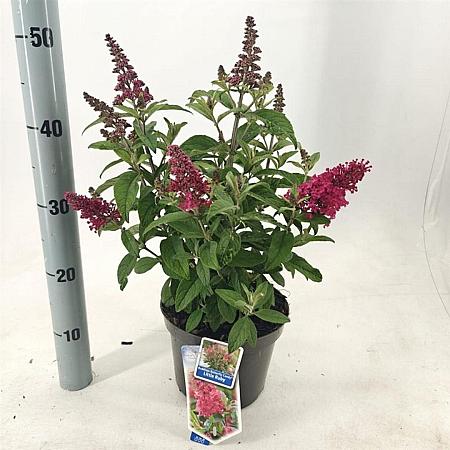 Buddleja d. B. Candy Little Ruby Pot 3 Liter 30 - 40 cm