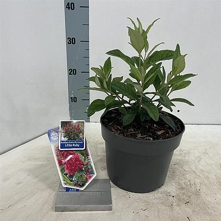 Buddleja d. B. Candy Little Ruby Pot 3 Liter 30 - 40 cm