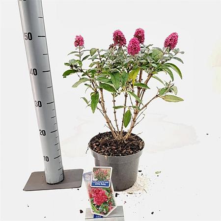 Buddleja d. B. Candy Little Ruby Pot 3 Liter 30 - 40 cm