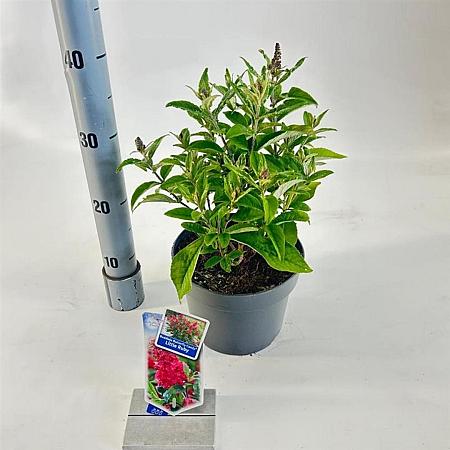 Buddleja d. B. Candy Little Ruby Pot 3 Liter 30 - 40 cm