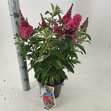 Buddleja d. B. Candy Little Ruby Pot 3 Liter 30 - 40 cm